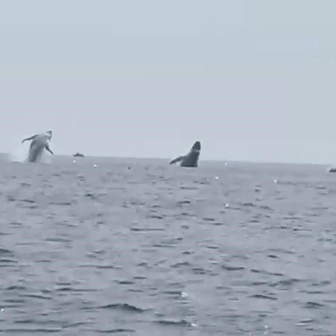 'Whale ballet': Video shows 3 humpbacks jump in unison, a birthday surprise for man and daughters